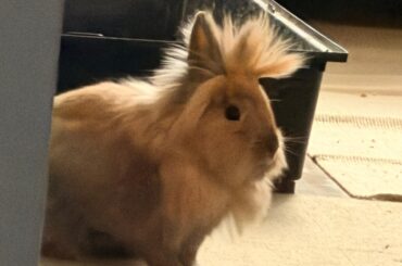 Is there anything that looks like our Ghiotto?