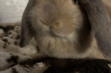 How to get my holland lop more friendly?