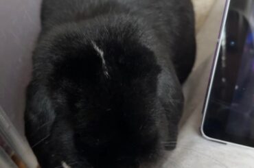 Void bun with a white stripe