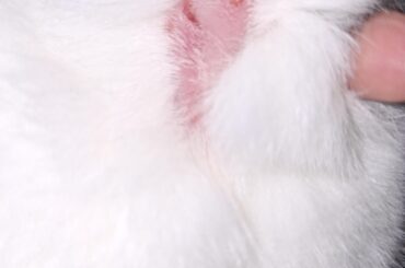 HELP, my bunny won’t stop excessively licking herself