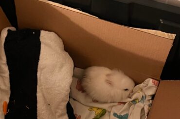 Found a bunny in Citrus Heights CA, I need advice!