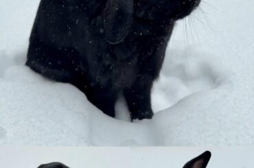 Pepper the snow bun!