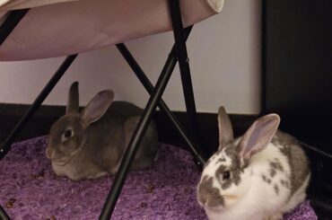 False Bonds in Does?