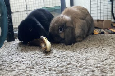 Why does my bunny do this??