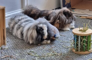 Forlorn: a poem of grief and remembrance