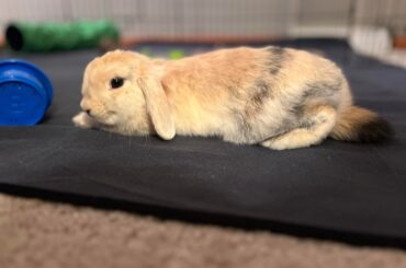 how big will my bun get