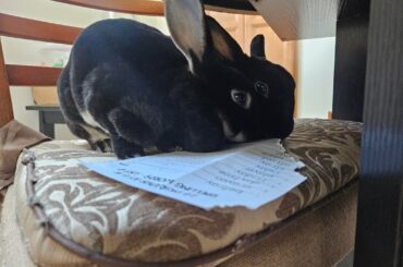 To my daughter's excitement, somebun ate her homework