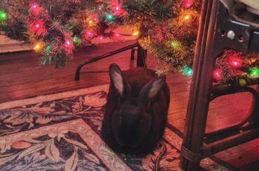 A Cute Present Under the Christmas Tree