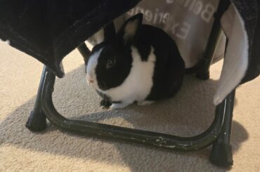 Dr. Furring's Chinning For Charity booth is open!