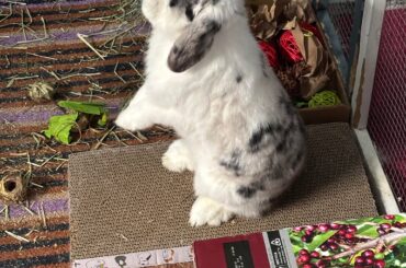 Pet Insurance Advice