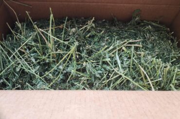 Bunny didn't like Small Pet Select Alfalfa hay
