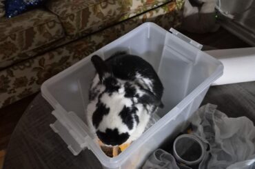 His greed sickens me...and its making me broke and him fat...I know better than to leave the lid off...shame him and me.