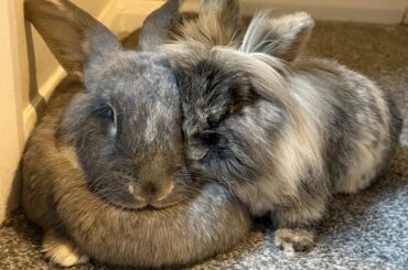 Rory and his carer Willow