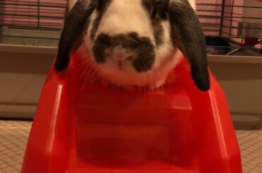 Photos of my old boy from 2016.