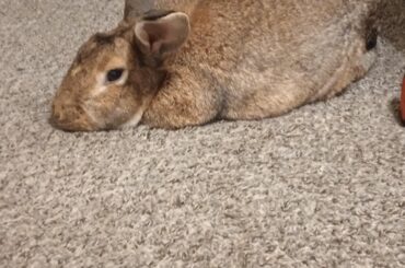 Wendigo conking out at my friend's apartment
