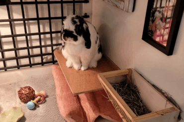 I lost my bunny a couple days ago and I haven't stopped crying. What happened!