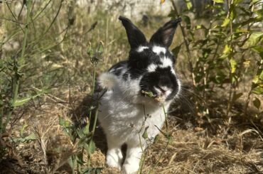 Meet Rockette! (Managed to take an aesthetic photo of her!)