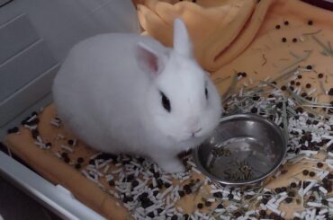 When he flings his bowl of pellets onto the ground (where he also decided to dig his poopies out of the litter box) and he has the audacity to look at me like I made him eat his food in poop