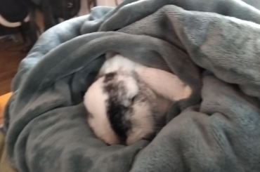 Wanna see a bunny sleeping in a blanket for one minute and forty three precious seconds?