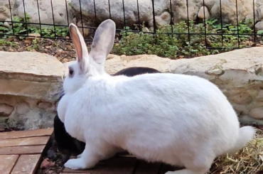 Kika and her smol husbun Snowball.♥️🐰