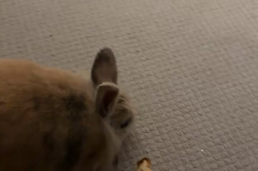 five six times a day he will beg me for these chew sticks