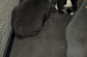 Bonding issue with newly adopted bunny