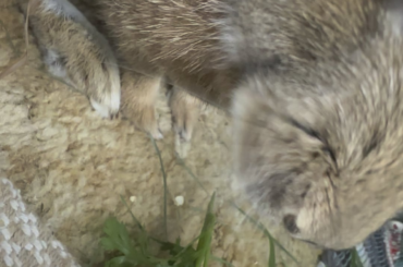 The coriander was extra fragrant tonight lol