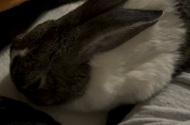 Is this a normal snoring? Is snoring in bunnies normal at all? He behaves de same as usual, eating drinking pooping