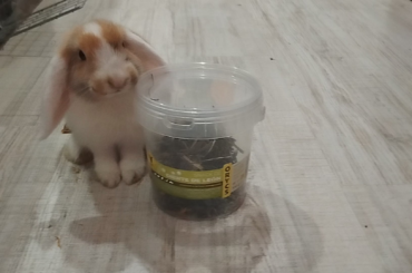 Back with the mischief