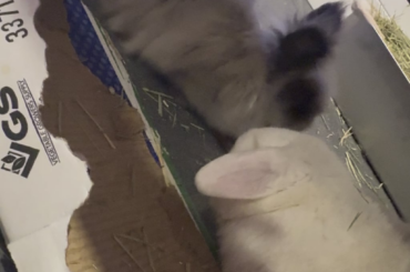 rage bait of the day