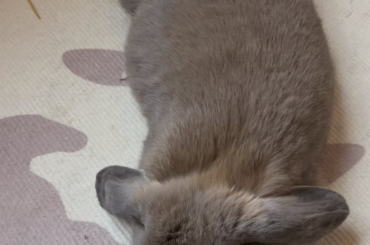 The definition of zen