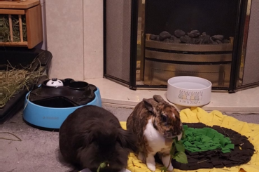 Eisa and Loki are now friends 🥰