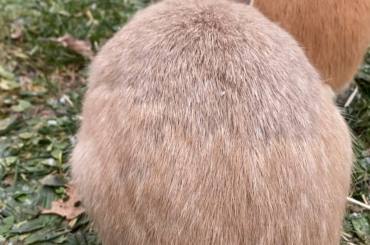 Chip doesn’t like his bum being recorded!