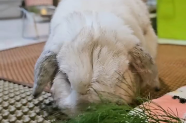 Momo ommnomnomnomnoms