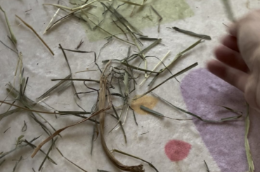 He doesn’t like this piece of hay. Or does he?