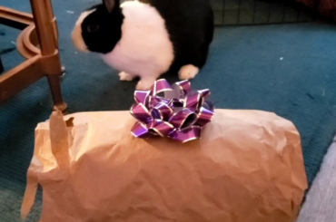 Pressed hay log + brown wrapping paper = favorite yuletide enrichment activity