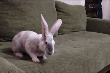 Sweet Potato is happy to be home from the scary vet