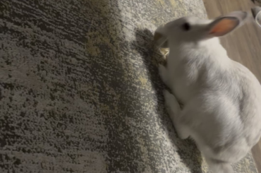 he is just a puppy on crack