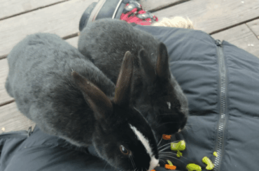 Lunch time with the bunnies mostly involves being a table.