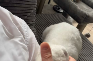 having a bunny trust you is another type of flex