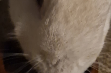 Bun medication success ft. ASMR (sound on)