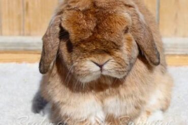 Breeders shouldn't sell cheap adult bunnies