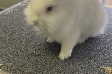 Binky Remodeling his House