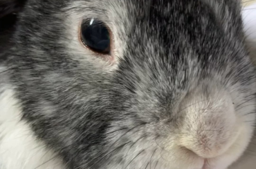 Saturday morning, staying in with Bunbun