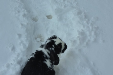 Bunnies first snow day!