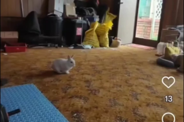 Flawless Binky on Cue!