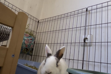 What does this behaviour mean?