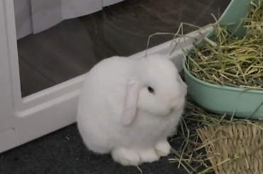 Bun-bun likes to perform when he sees a phone camera pointed at him