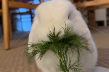 Just a little bun boy enjoying his dill