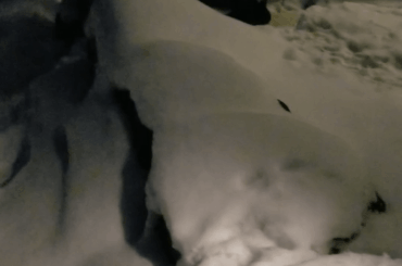 Midnight expedition with the bunny swarm.